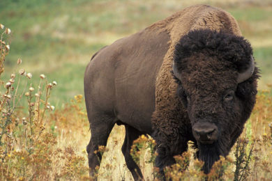 Yellowstone Tourist Injured by Bison