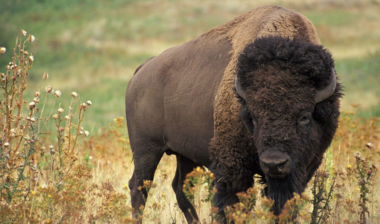 Yellowstone Tourist Injured by Bison