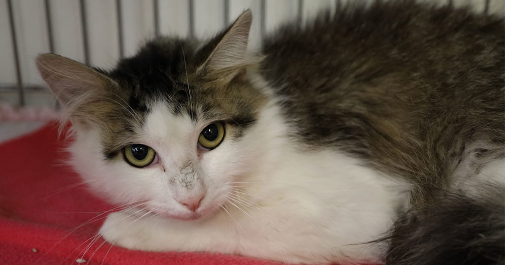 Adorable & Adoptable–Pets of the Week: Blondie, Grover, & Pickles