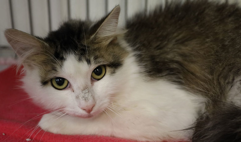 Adorable & Adoptable–Pets of the Week: Blondie, Grover, & Pickles