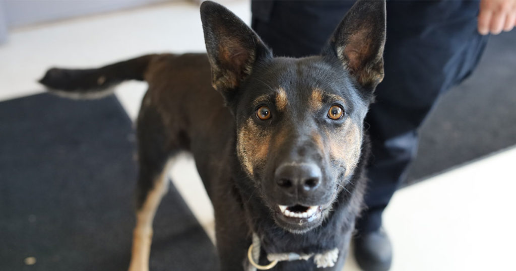 Adorable & Adoptable–Pets of the Week: Kirk, Jesi, & Peanut