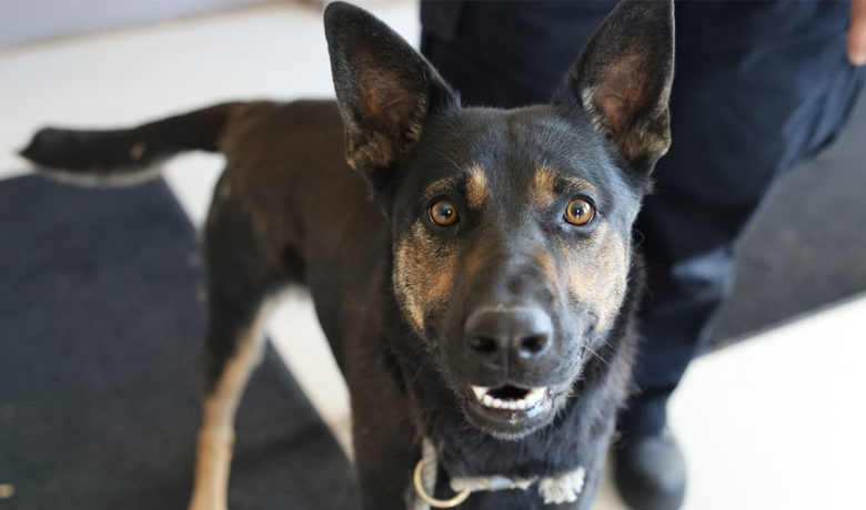 Adorable & Adoptable–Pets of the Week: Kirk, Jesi, & Peanut