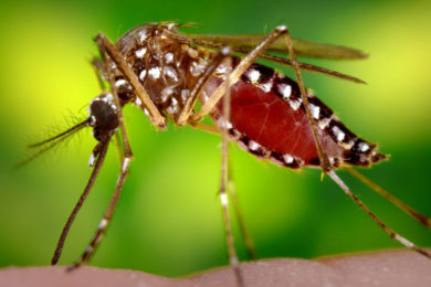 West Nile Virus Detected in Animals in Sweetwater County