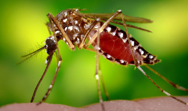 Green River to Begin Summer Mosquito Control Efforts