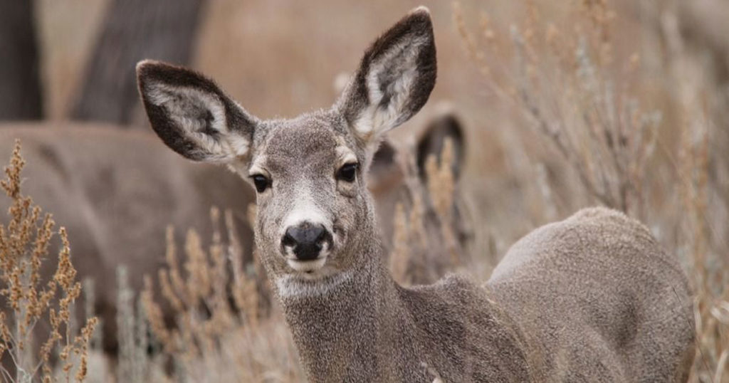 Conversations About Mule Deer Scheduled in December