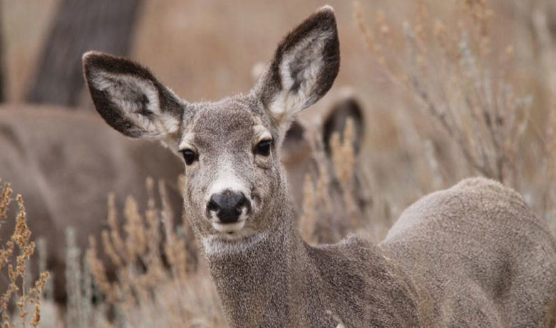 UW Study Shows Surface Disturbance Can Limit Mule Deer Migration