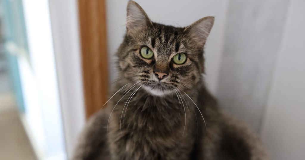 Adorable & Adoptable–Pets of the Week: Freedom, Sassy, & Al