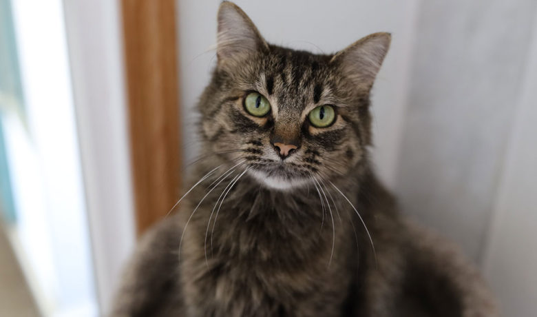 Adorable & Adoptable–Pets of the Week: Freedom, Sassy, & Al