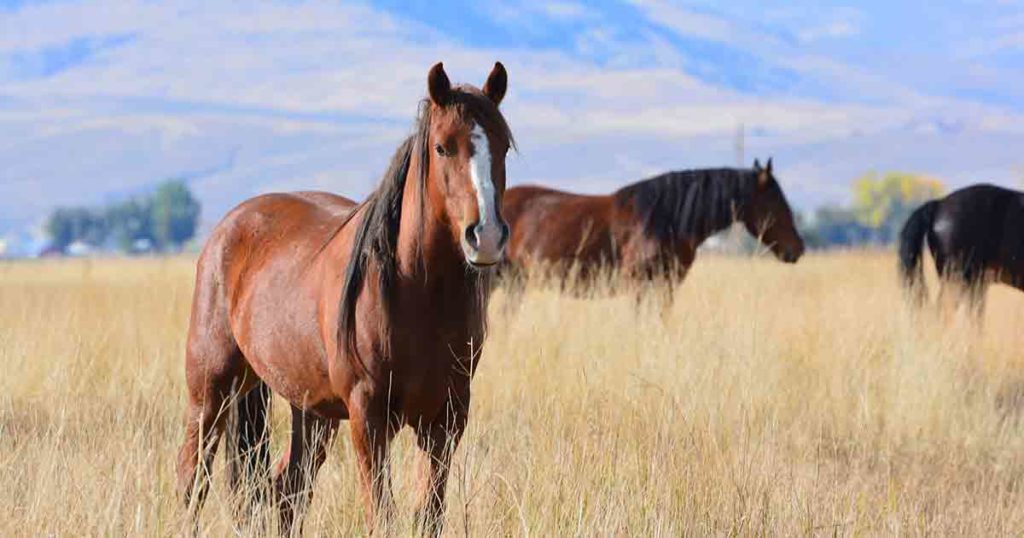 BLM: Wild Horses are Federally Protected