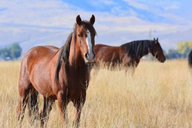 BLM: Wild Horses are Federally Protected