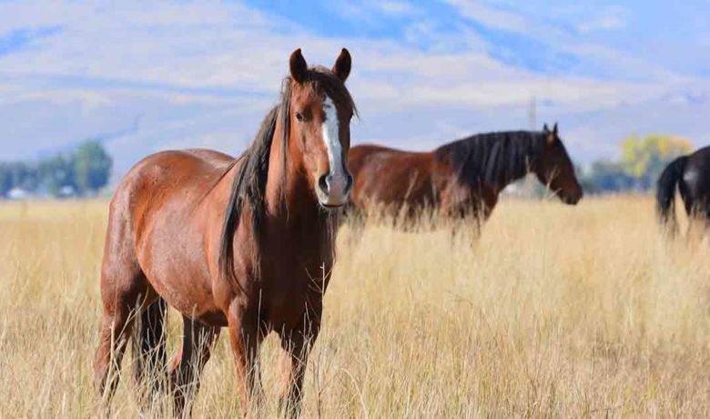 BLM: Wild Horses are Federally Protected