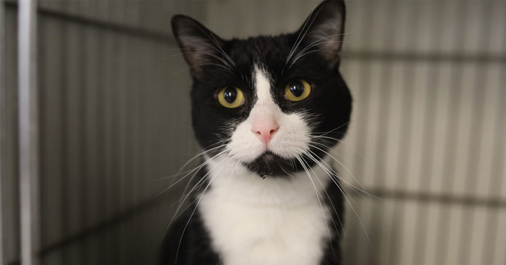 Adorable & Adoptable–Pets of the Week: Wynona, Hades, Apollo, & Zeus