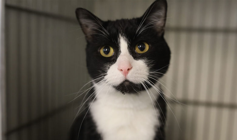 Adorable & Adoptable–Pets of the Week: Wynona, Hades, Apollo, & Zeus