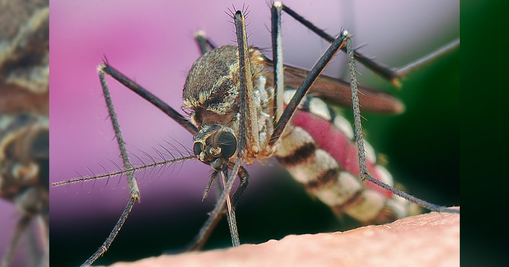 City of Rock Springs to Begin Mosquito Abatement Program