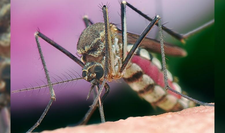 City of Rock Springs to Begin Mosquito Abatement Program