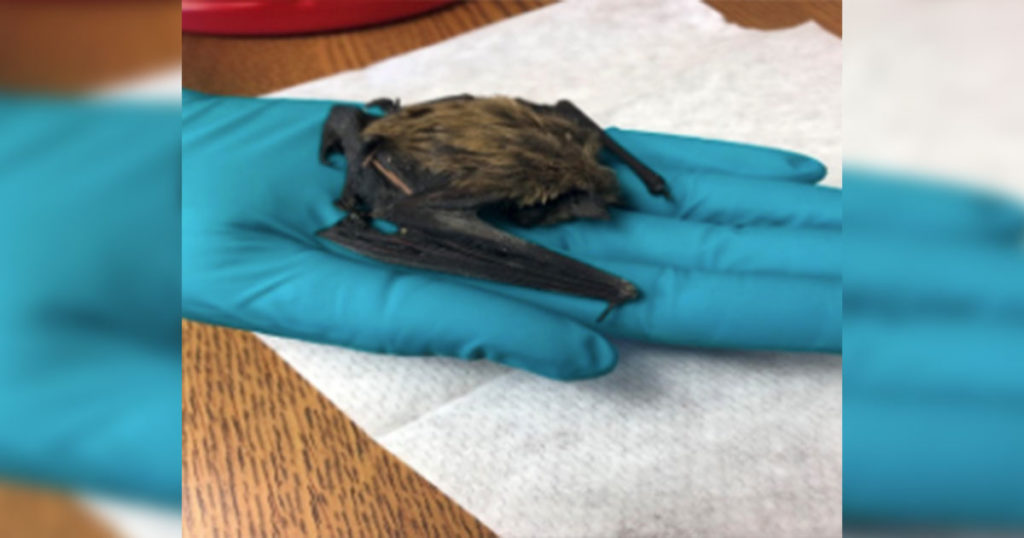 Rock Springs Bat Tests Positive for Rabies