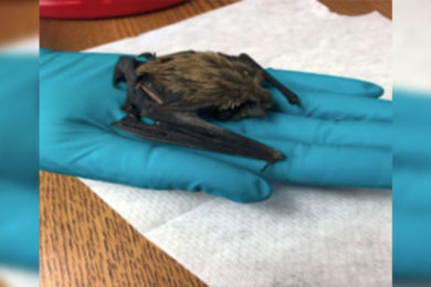 Vets Say Rabies is Rare, But Precautions Should be Taken