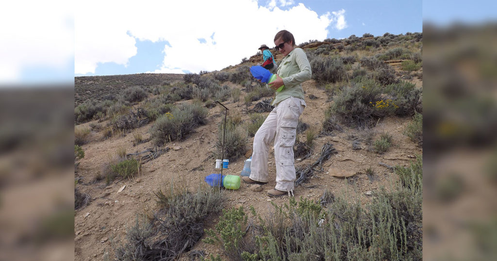 Why Are Western Bumblebee Populations Declining