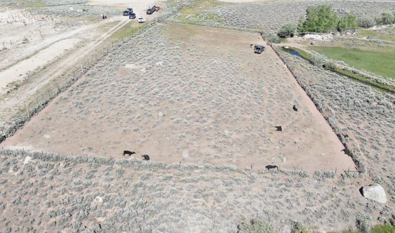 Public Information Sought on Cattle Deaths near Pinedale