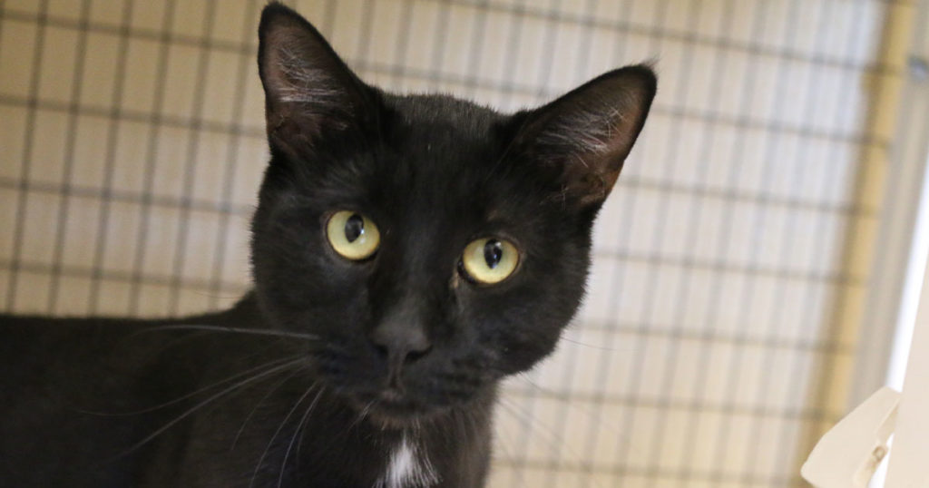 Adorable & Adoptable–Pets of the Week: Diesel, Groot, and Alvin