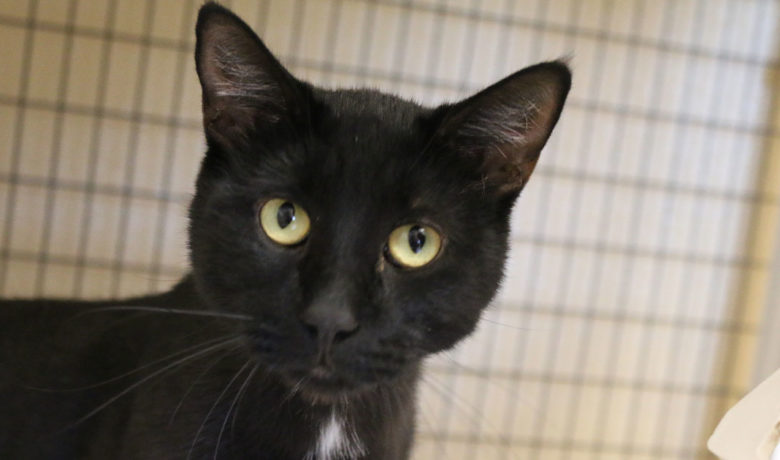 Adorable & Adoptable–Pets of the Week: Diesel, Groot, and Alvin