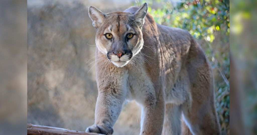 Mountain Lion Spotted in a Park Near Casper