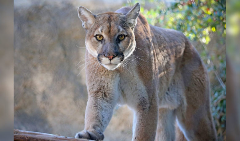 Mountain Lion Spotted in a Park Near Casper