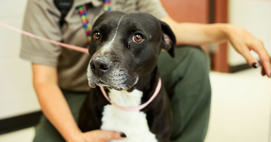 Adorable & Adoptable–Pets of the Week: Sasha & Shadow
