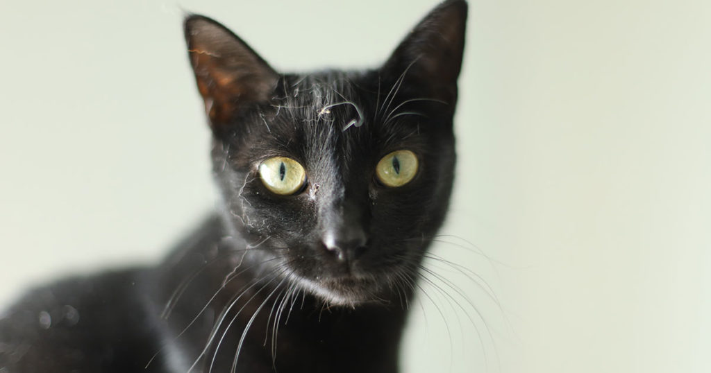 Adorable & Adoptable–Pets of the Week: Al, Zoe, & Garrus