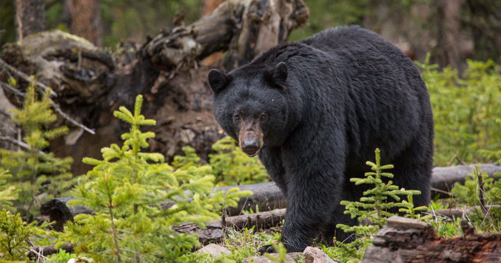 Black Bear Killed in Yellowstone After Entering Campsite, Biting Backpackers