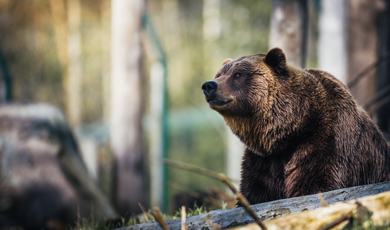 Grizzly Bear Injures Hiker in Cody