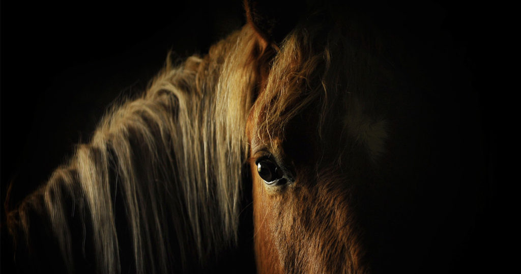 Bestiality Investigation Confirmed by Sweetwater County Sheriff’s Office