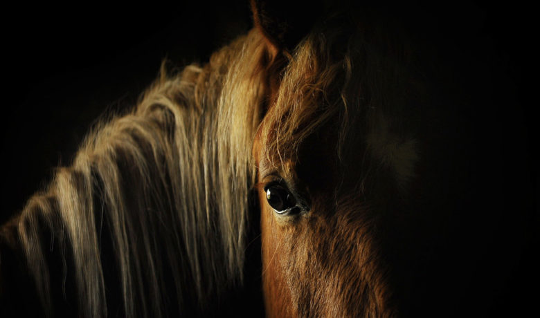 Bestiality Investigation Confirmed by Sweetwater County Sheriff’s Office