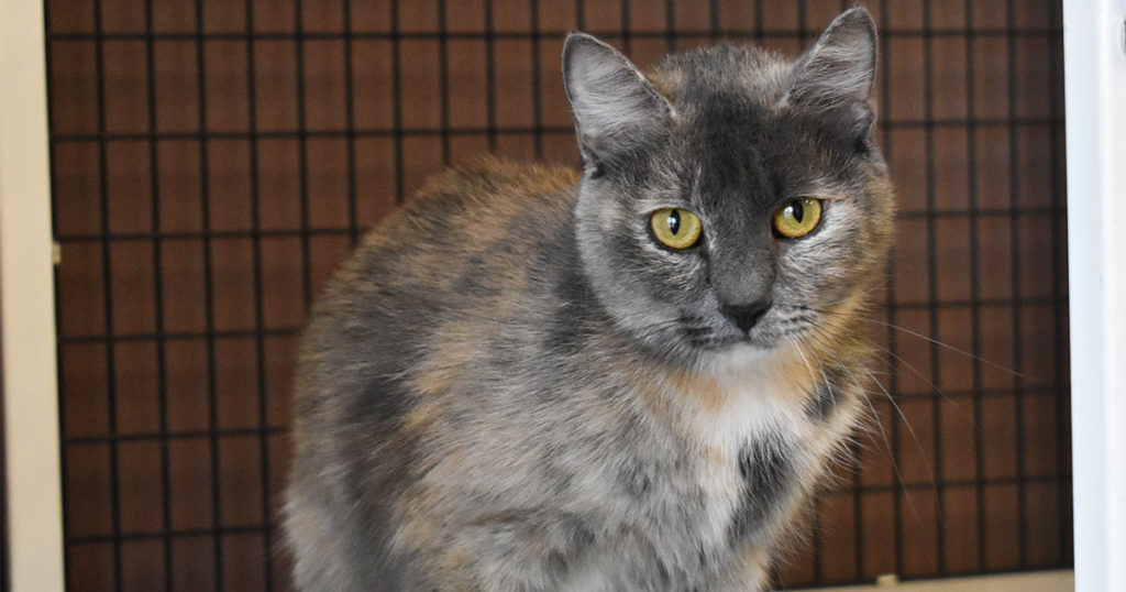 Adorable & Adoptable–Pets of the Week: Teton, Smokey, & Calypso