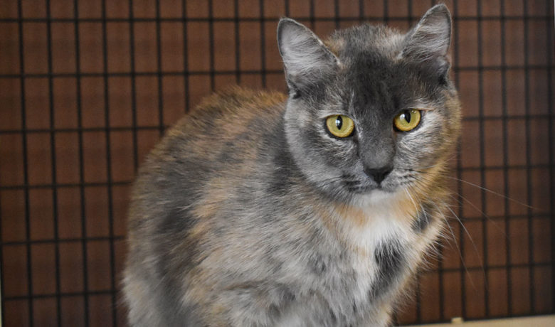 Adorable & Adoptable–Pets of the Week: Teton, Smokey, & Calypso