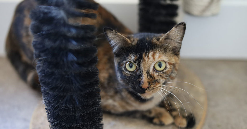 Adorable & Adoptable–Pets of the Week: Freedom, Zelda, & Zoey