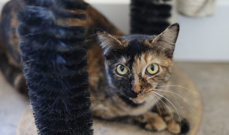 Adorable & Adoptable–Pets of the Week: Freedom, Zelda, & Zoey