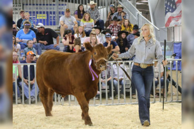 FFA, 4-H Participants Prepare for Wyoming’s Big Show