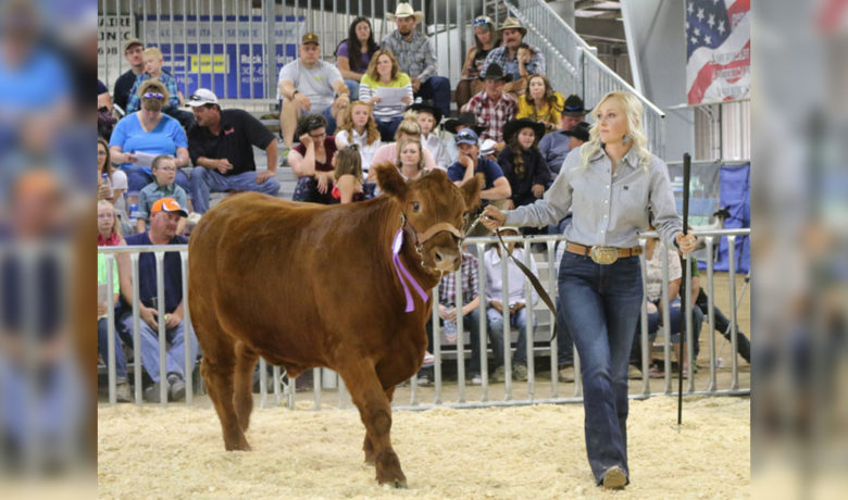 FFA, 4-H Participants Prepare for Wyoming’s Big Show