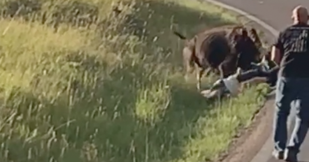 VIDEO: Woman Swung Around in Violent Attack by Bison
