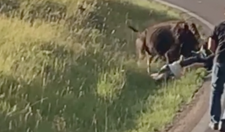 VIDEO: Woman Swung Around in Violent Attack by Bison