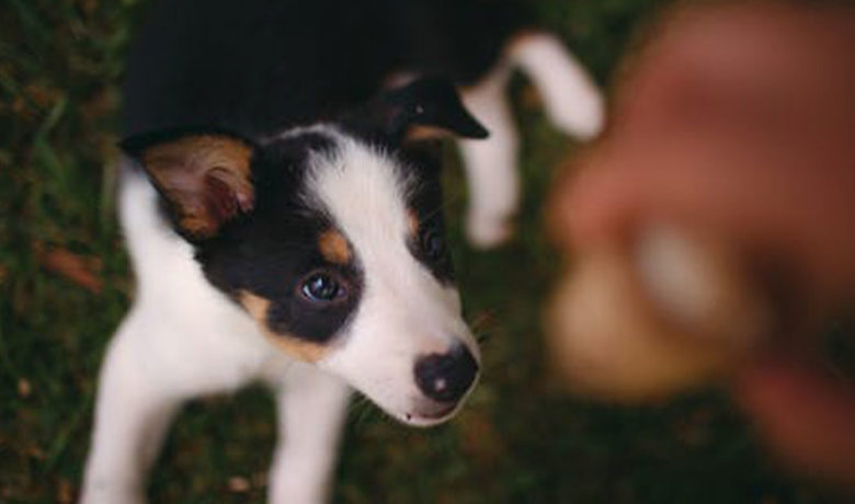 Officials Are Investigating an Arrow Shoved down a Puppy’s Throat