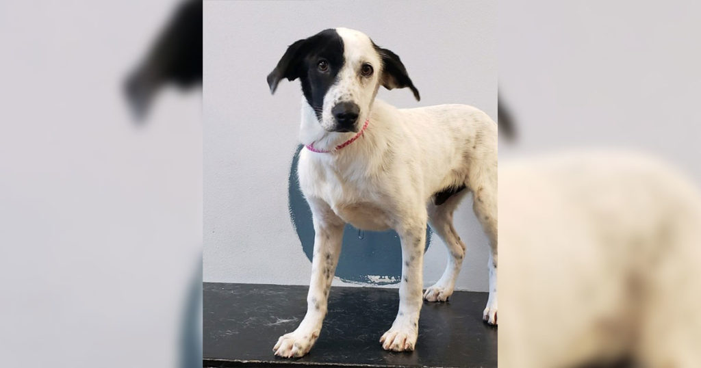 Green River Animal Control to Host Pet Adoption Event