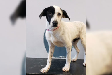 Green River Animal Control to Host Pet Adoption Event