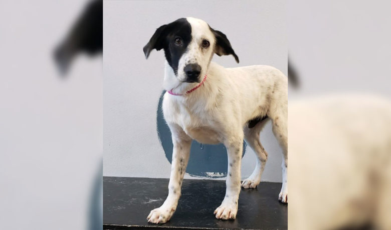 Green River Animal Control to Host Pet Adoption Event