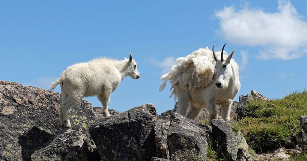 Non-Native Mountain Goat Culling to Resume in Grand Teton National Park