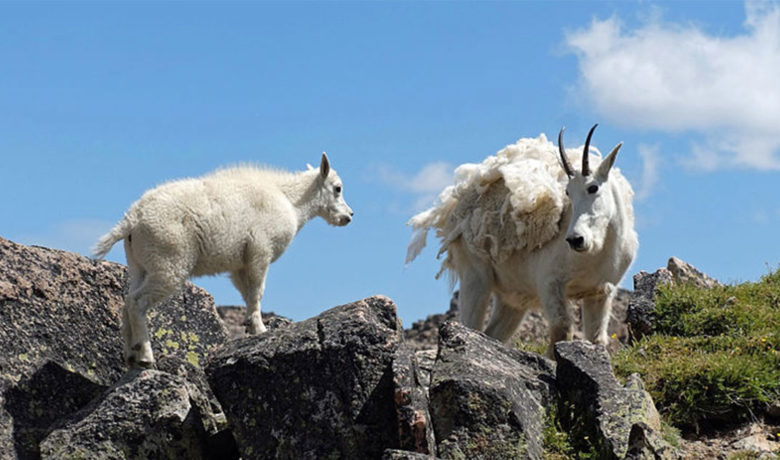 Non-Native Mountain Goat Culling to Resume in Grand Teton National Park