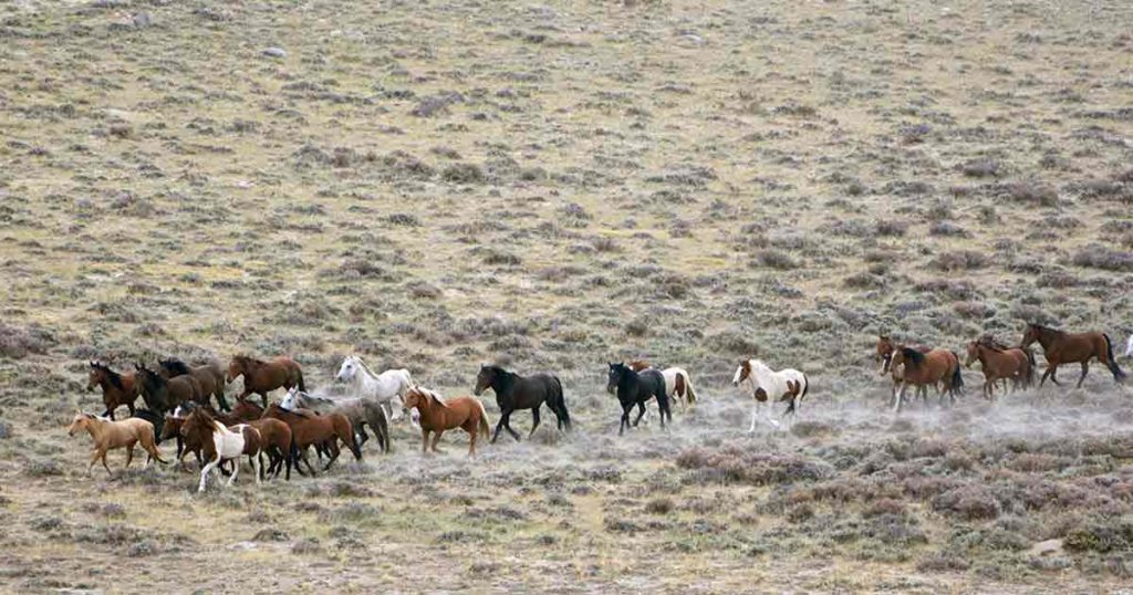 Protest Supporting Wild Horses Planned Monday