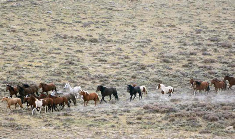 Protest Supporting Wild Horses Planned Monday