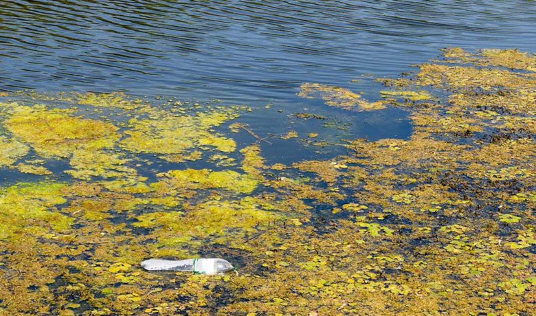 Algal Blooms Spotted in Several Area Reservoirs
